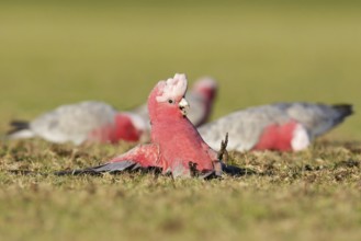 Galah (Eolophus roseicapilla), Victoria, Australia
