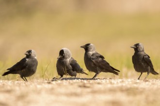 Western Jackdaw (Coloeus monedula), Romania