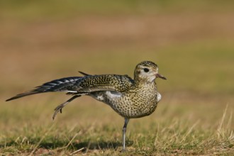 European Golden Plover (Pluvialis apricaria) stretching, Schleswig-Holstein, Germany