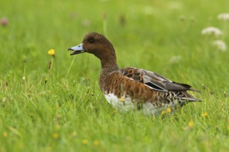 Eurasian Wigeon (Mareca penelope) male, Texel, Netherlands