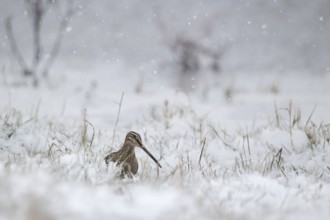 Common Snipe (Gallinago gallinago), Burgenland, Austria