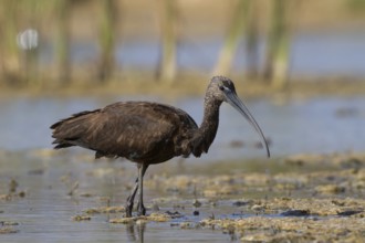 Glossy Ibis (Plegadis falcinellus) foraging, Oman