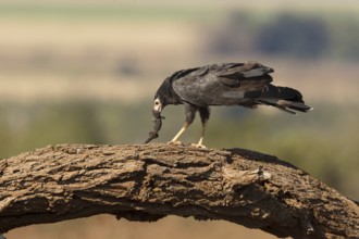 Kaalkopkiekendief met prooi, african harrier hawk with prey