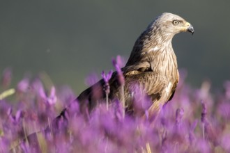 Black Kite (Milvus migrans), Madrid, Spain