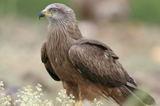 Black Kite (Milvus migrans), Extremadura, Spain