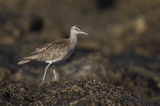 Whimbrel (Numenius phaeopus), Fuerteventura, Spain