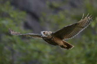 Eurasian Eagle-Owl (Bubo bubo) flying, North Rhine-Westphalia, Germany