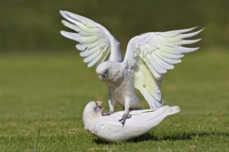 Little Corella (Cacatua sanguinea), Western Australia, Australia