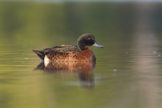 Chestnut Teal (Anas castanea) male, Victoria, Australia