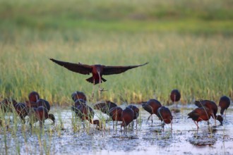 Glossy Ibis (Plegadis falcinellus) group foraging, Lesvos, Greece