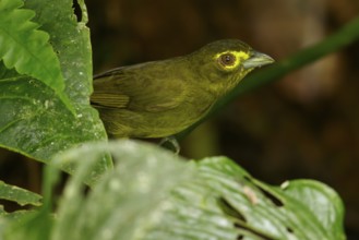Lemon-spectacled Tanager (Chlorothraupis olivacea) perched on a branch in the Andes mountains of