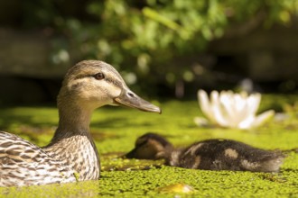 Mallard (Anas platyrhynchos) female with juvenile, Hamburg, Germany
