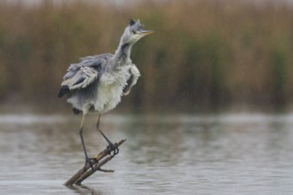 Grey Heron (Ardea cinerea) shaking feathers in the rain, Subotica, Serbia