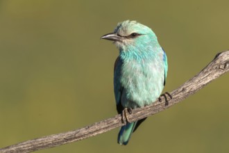 European Roller (Coracias garrulus) perched on a branch, Subotica, Serbia