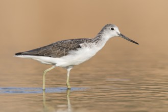 Common Greenshank (Tringa nebularia) foraging, Eilat, Israel