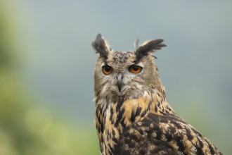 Eurasian Eagle-Owl (Bubo bubo) captive, Germany