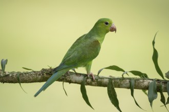 Plain Parakeet (Brotogeris tirica) perched on a branch, Sao Paulo, Brazil