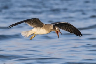White-eyed Gull (Ichthyaetus leucophthalmus) calling in flight, Eilat, Israel