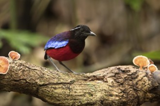 Black-crowned Pitta (Erythropitta ussheri), Sabah, Malaysia