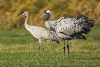 Common Crane (Grus grus) with juvenile, Mecklenburg-Western Pomerania, Germany