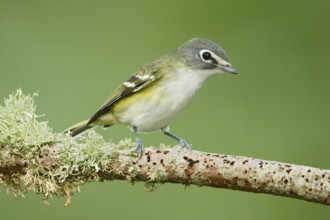 Blue-headed Vireo (Vireo solitarius), Texas, USA