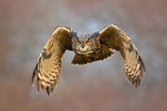 Face fly of owl. Flying Eurasian Eagle owl with open wings with snow flake in snowy forest during