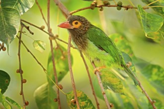 Brown-headed Barbet Megalaima zeylanica perched on branch. Close up vibrant green and brown and