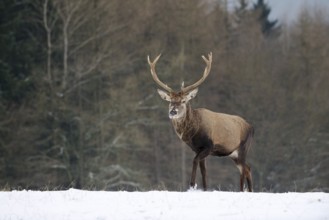 Red deer (Cervus elaphus), stag in winter, North Rhine-Westphalia, Germany