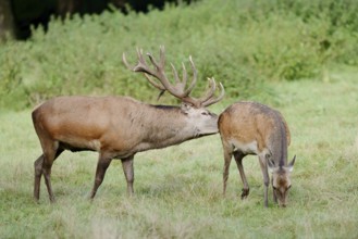 Red deer (Cervus elaphus), stag and doe in the rut, North Rhine-Westphalia, Germany