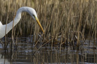 Great white egret (Ardea alba) adult bird in water on the edge of a reedbed, England, United