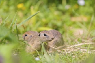 Two young European ground squirrel (Spermophilus citellus) or European souslik stand in a meadow