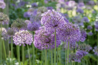 Ornamental leek (Allium sp.), inflorescence, Münsterland, North Rhine-Westphalia, Germany