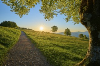 Idyllic path under evening sun along a green meadow with beech trees, spring, Schauinsland,