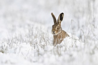 Hidden behind stalks... Brown hare (Lepus europaeus), hare sits in winter in a meadow in the snow,