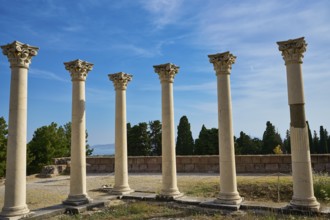 Ancient columns in front of a clear blue sky surrounded by cypresses, Temple of Apollo, Corinthian