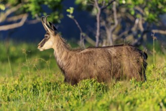Lateral profile of a goat in a meadow, chamois, (Rupicapra rupicaprae), wildlife, Vosges, France