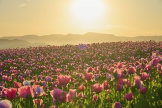 Opium poppy (Papaver somniferum), pink poppies in the golden light of sunrise in front of a