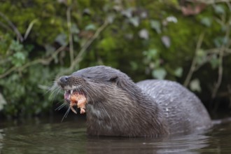 Eurasian otter (Lutra lutra) adult animal eating a fish in a river, England, United Kingdom