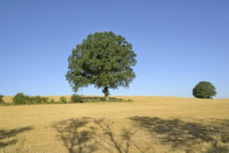 Oak (Quercus), solitary tree, stubble field, blue sky, North Rhine-Westphalia, Germany
