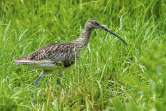 A bird with a long beak walks through a green meadow, curlew, (genus Numenius), France