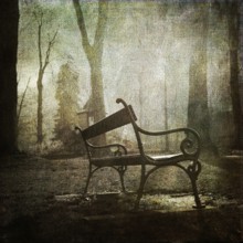 A solitary bench rests quietly in a serene garden in France, surrounded by trees shrouded in