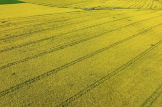 Rape field in bloom with a small house. Landscape near Dornstadt Baden-Württemberg, Germany