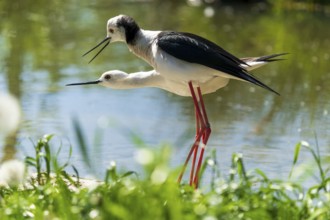 Two birds in close-up in mating position at the water's edge, Black-winged Stilt (Himantopus