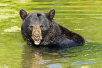 A bear standing in the water with algae on its head, black bear (Ursus (genus) France
