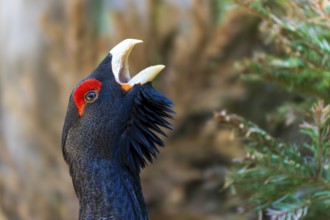 Close-up of a bird's head with red crest and open beak a tree in the background, capercaillie, cock