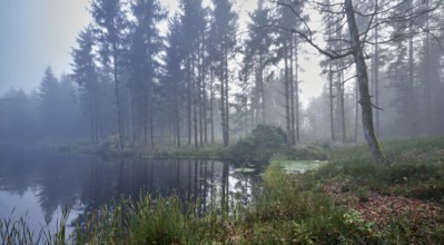 Ballmoos forest reserve, raised bog in the fog, Lieliwald, Lindenberg, Horben, Canton Lucerne,