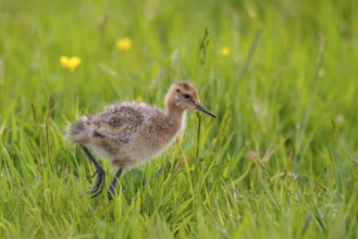 Black-tailed Godwit (Limosa limosa) juvenile, Netherlands