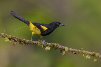 Black-cowled-Oriole (Icterus prosthemelas) - at Laguna Lagarto Lodge near Boca Tapada, Costa Rica