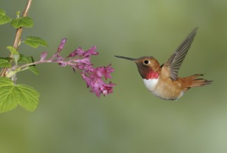 Rufous Hummingbird (Selasphorus rufus) male, British Columbia, Canada