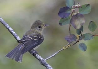 Pacific-slope Flycatcher (Empidonax difficilis), British Columbia, Canada